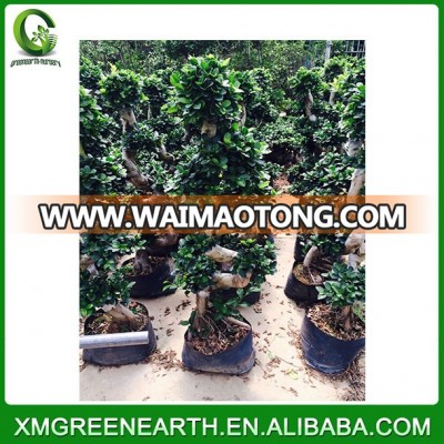 S shape 1-1.2m bonsai ficus ficus microcarpa