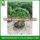 4kg Ginseng ficus bonsai