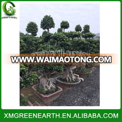 various size ficus microcarpa bonsai