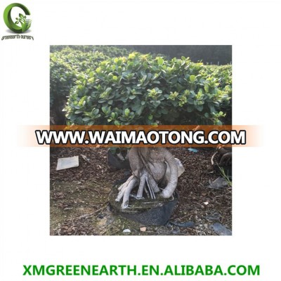 Ginseng ficus