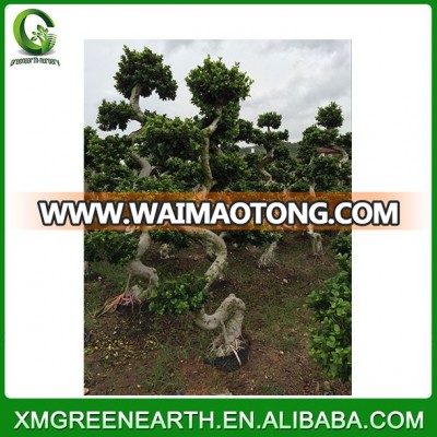 S shape 1.8-2m bonsai ficus ficus microcarpa