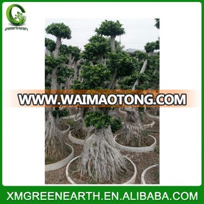 multiroots 2m bonsai ficus ficus microcarpa