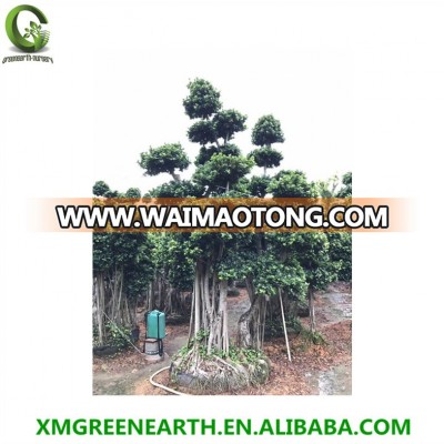 evergreen trees bonsai Ficus microcarpa