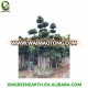 evergreen trees bonsai Ficus microcarpa