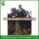 height 5.5m big ficus bonsai