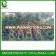 8 shape ficus microcarpa