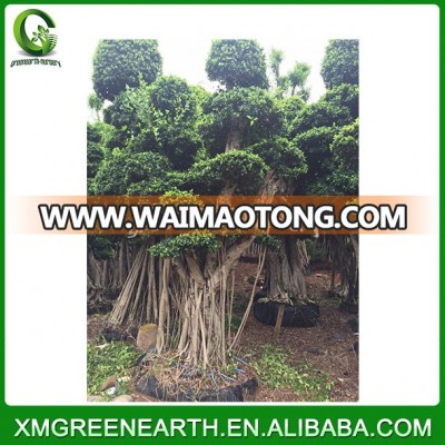 Ficus microcarpa big bonsai 4.5m (2)