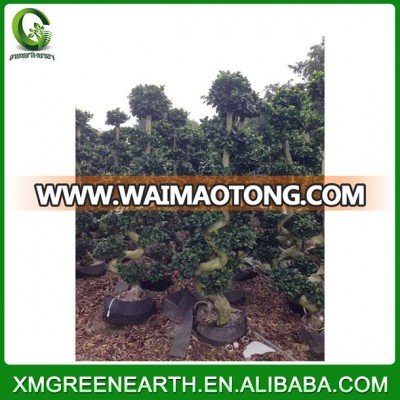 S shape 1.4-1.5m ficus microcarpa