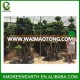 Height 2.5m ficus microcarpa bonsai