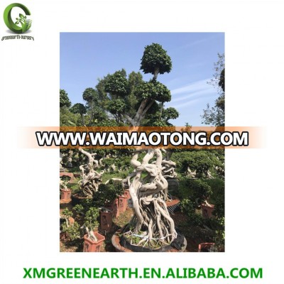 dragon shape bonsai Ficus