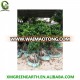 Ginseng ficus bonsai