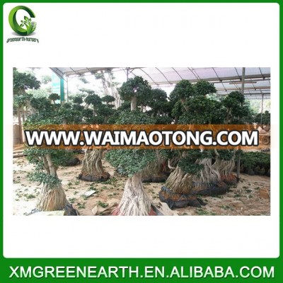 Ficus microcarpa multiroots 2-2.5m (1)