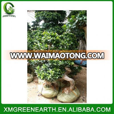 Ficus microcarpa S shape 1-1.2m (2)