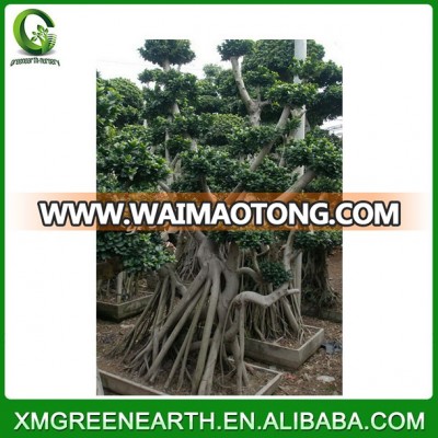 height 2.5-3m ficus bonsai