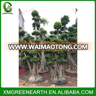 big bonsai 4m Ficus microcarpa