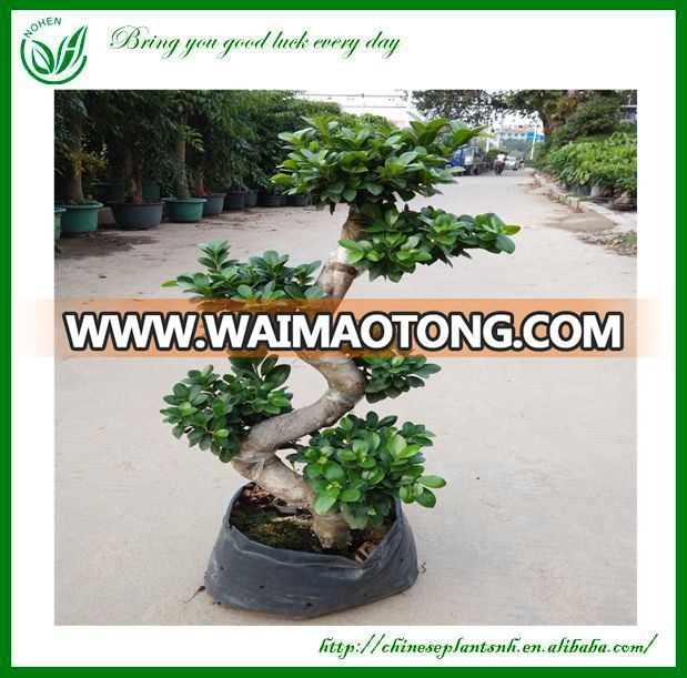 Natural Plants Ficus Microcarpa Bonsai