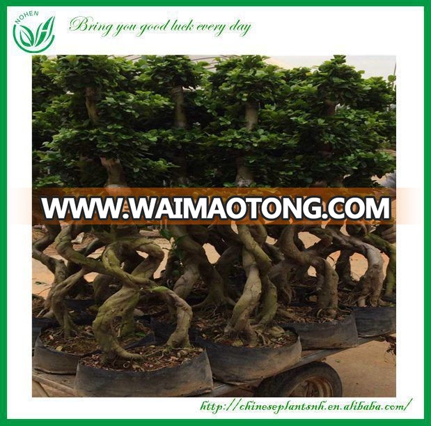 Ficus Bonsai Ornamental Plants