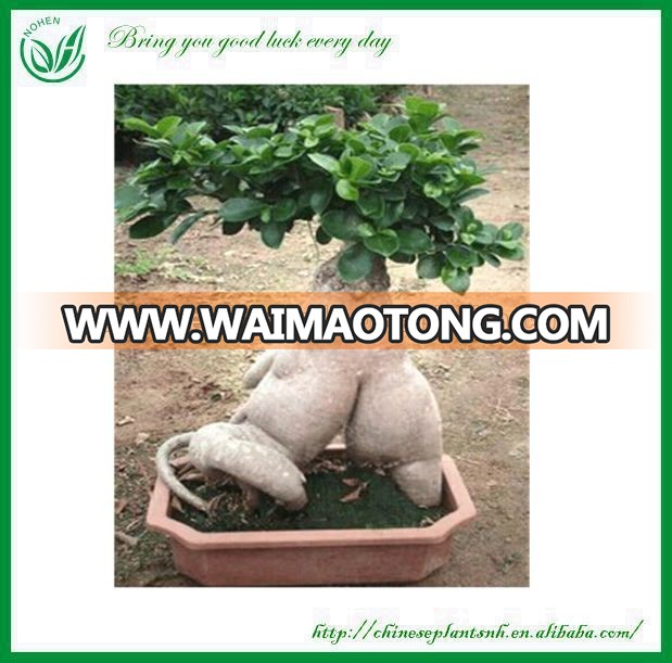 Ficus Ginseng Bonsai