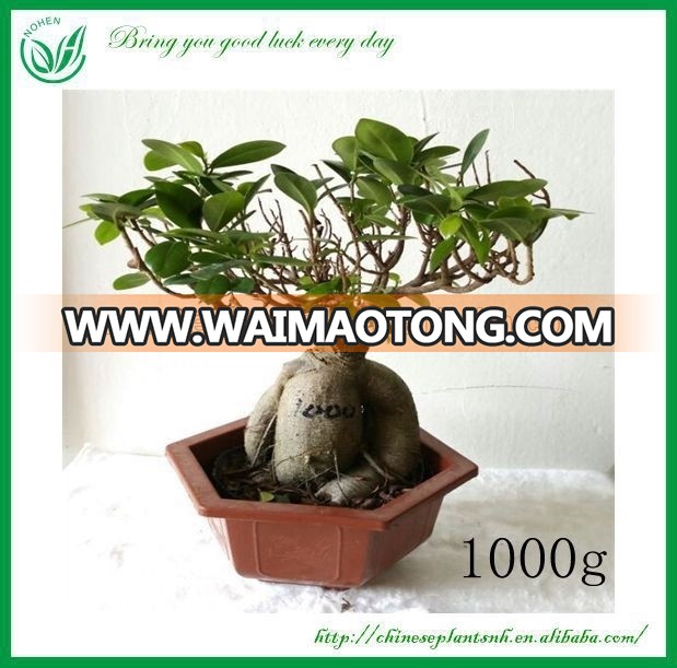 Natural Plants ficus Bonsai