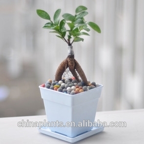 Indoor Ficus Ginseng Bonsai